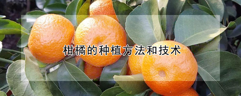 柑橘的種植方法和技術(shù)