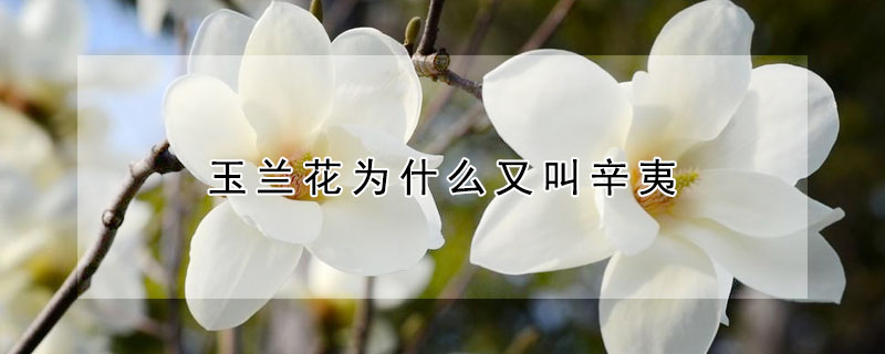 玉蘭花為什么又叫辛夷