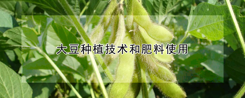 大豆種植技術(shù)和肥料使用