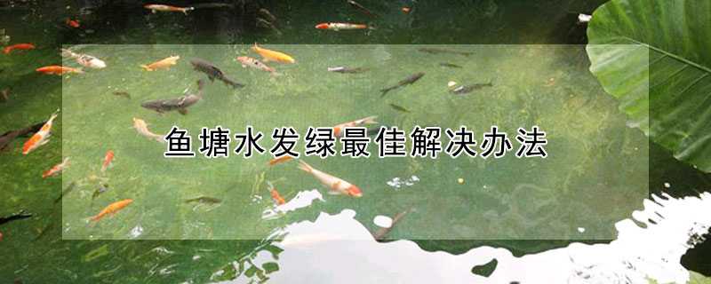 魚塘水發綠最佳解決辦法