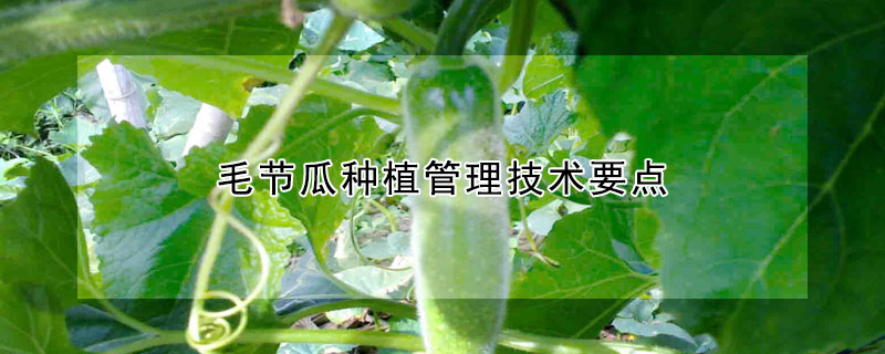 毛節(jié)瓜種植管理技術要點