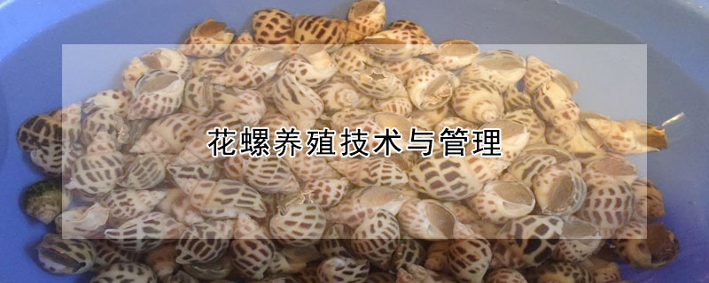 花螺養(yǎng)殖技術(shù)與管理