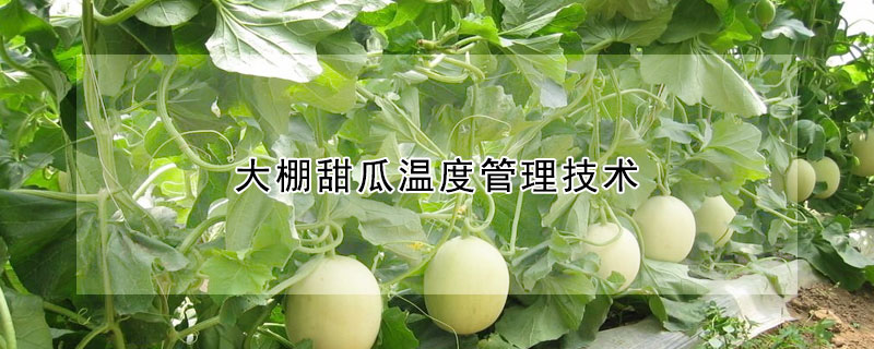 大棚甜瓜溫度管理技術