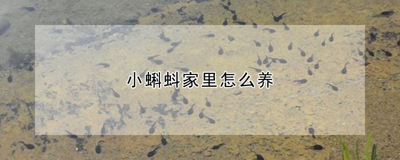 小蝌蚪家里怎么養(yǎng)