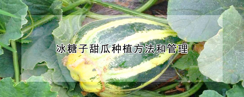 冰糖子甜瓜種植方法和管理