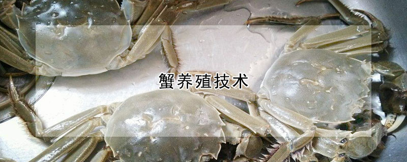 蟹養殖技術