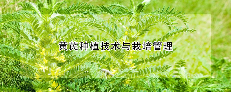 黃芪種植技術與栽培管理