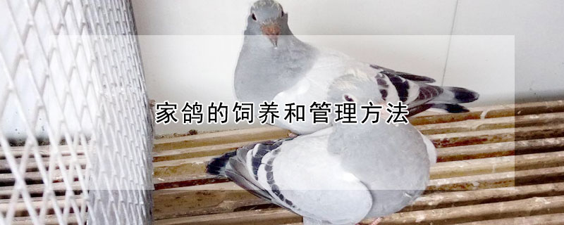 家鴿的飼養(yǎng)和管理方法