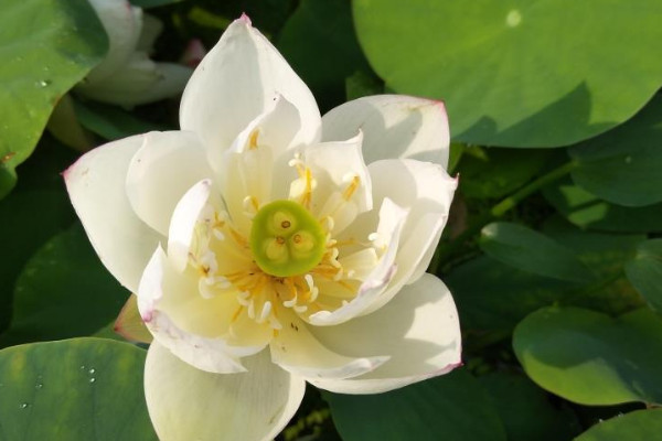 水蓮花怎么養盆栽水培