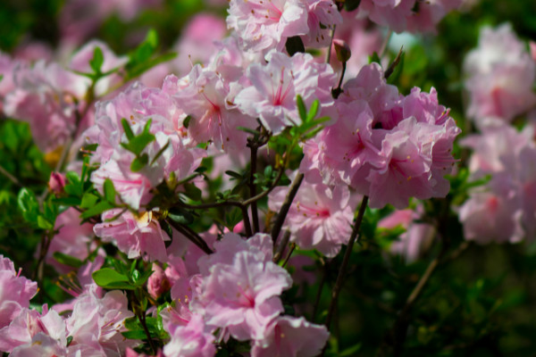 杜鵑花花后怎樣修剪