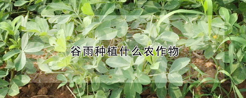 谷雨種植什么農作物