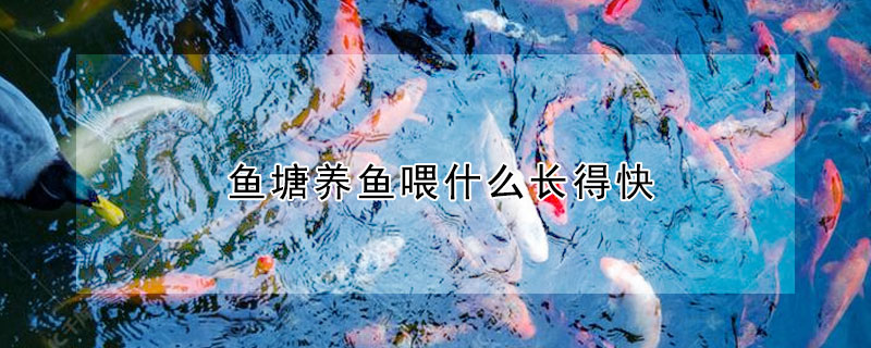 魚塘養(yǎng)魚喂什么長得快