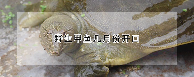 野生甲魚幾月份開口