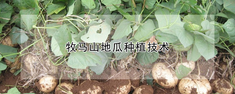 牧馬山地瓜種植技術