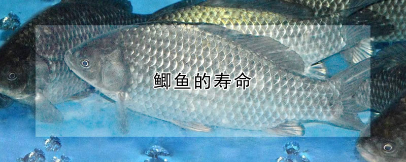 鯽魚的壽命