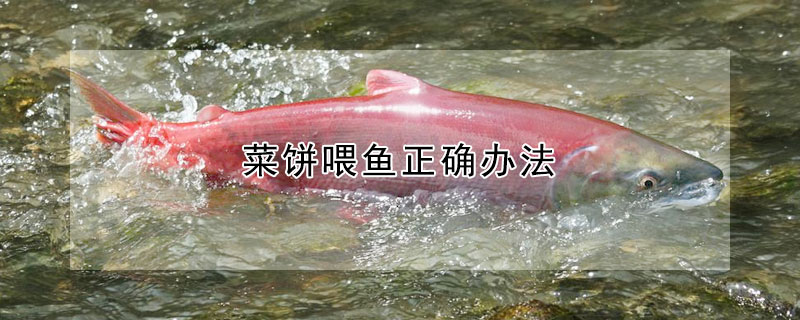 菜餅喂魚正確辦法