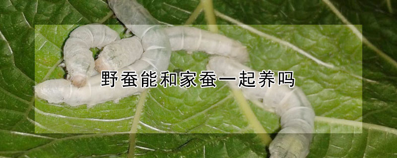 野蠶能和家蠶一起養(yǎng)嗎