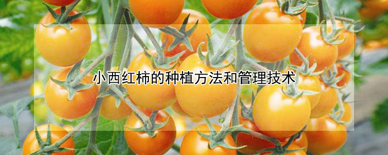 小西紅柿的種植方法和管理技術(shù)