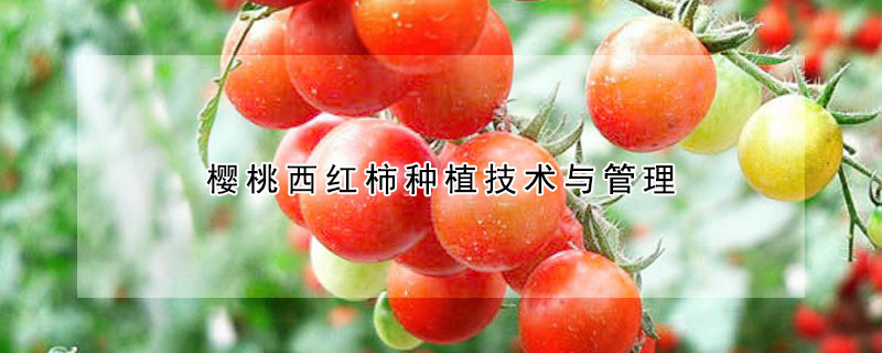 櫻桃西紅柿種植技術與管理