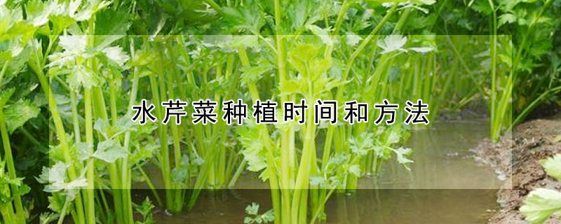 水芹菜種植時間和方法