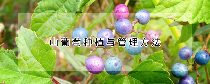 山葡萄種植與管理方法