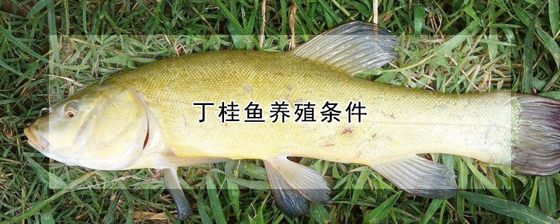 丁桂魚養(yǎng)殖條件