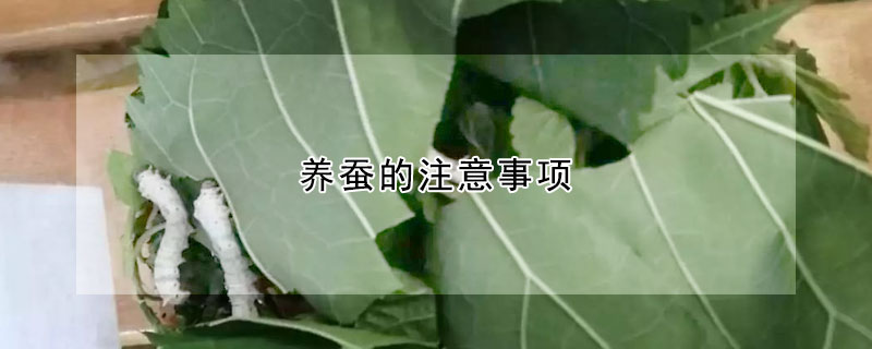 養(yǎng)蠶的注意事項