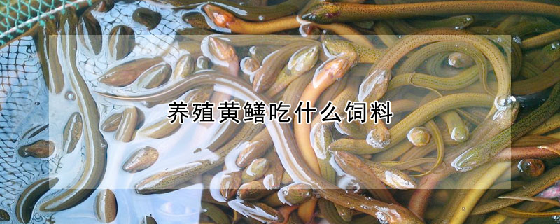 養殖黃鱔吃什么飼料