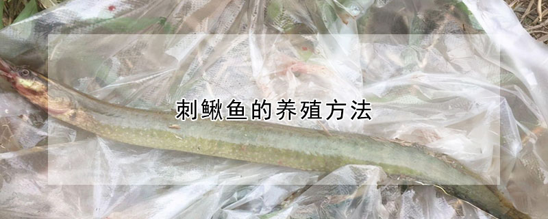 刺鰍魚的養(yǎng)殖方法