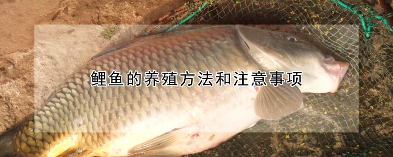 鯉魚的養殖方法和注意事項