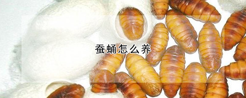 蠶蛹怎么養(yǎng)