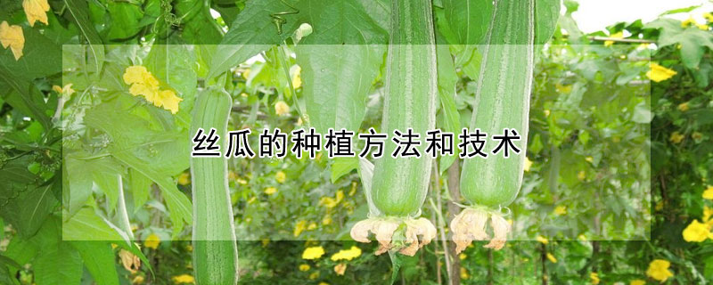 絲瓜的種植方法和技術