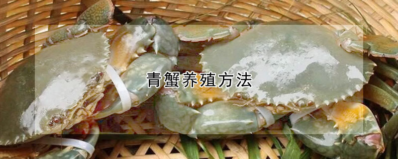 青蟹養(yǎng)殖方法