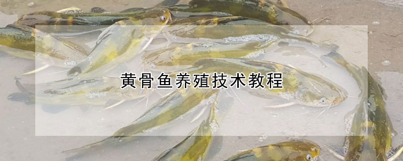 黃骨魚養(yǎng)殖技術(shù)教程