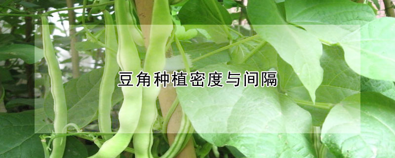 豆角種植密度與間隔