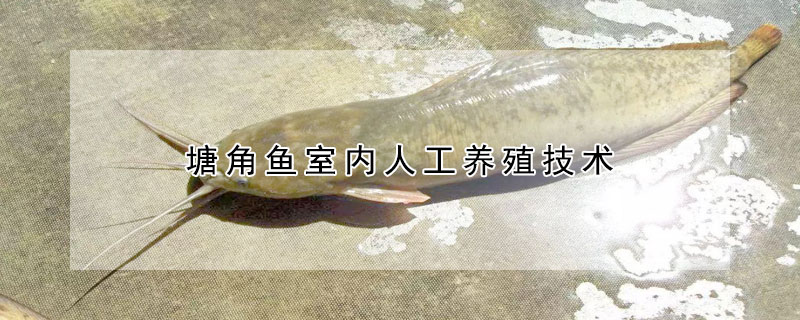 塘角魚室內人工養殖技術