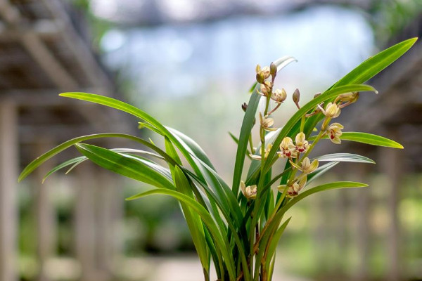 松樹皮種蘭花多久澆一次水