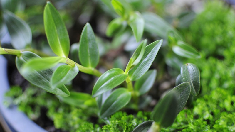 石斛的種植技術