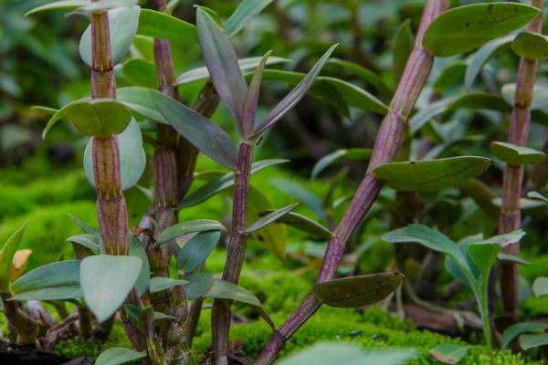 石斛的種植技術