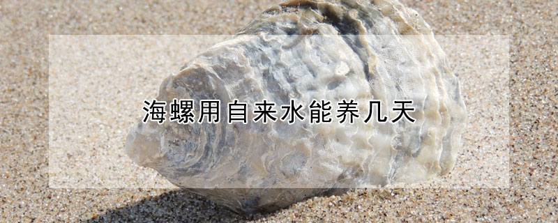 海螺用自來水能養幾天