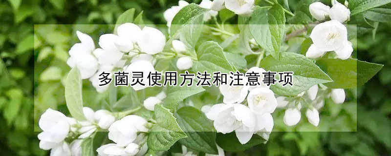 多菌靈使用方法和注意事項