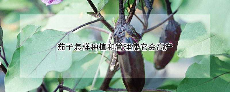 茄子怎樣種植和管理使它會(huì)高產(chǎn)