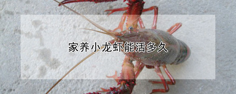 家養小龍蝦能活多久