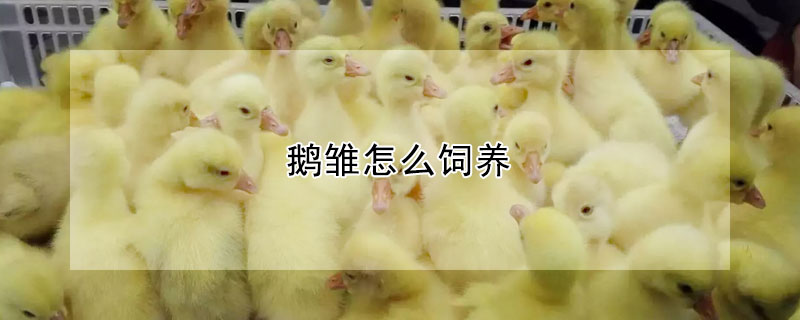 鵝雛怎么飼養(yǎng)