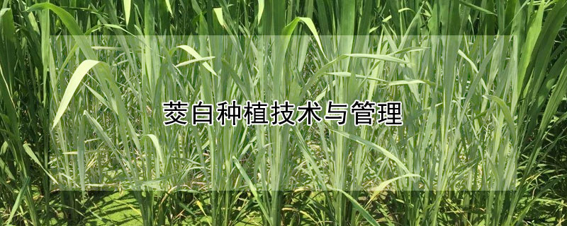 茭白種植技術(shù)與管理