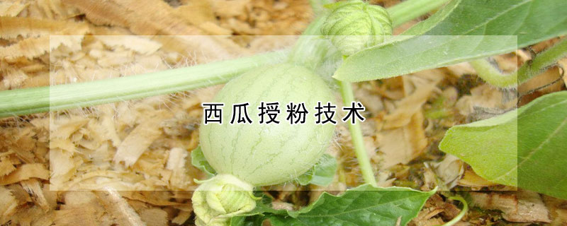 西瓜授粉技術(shù)