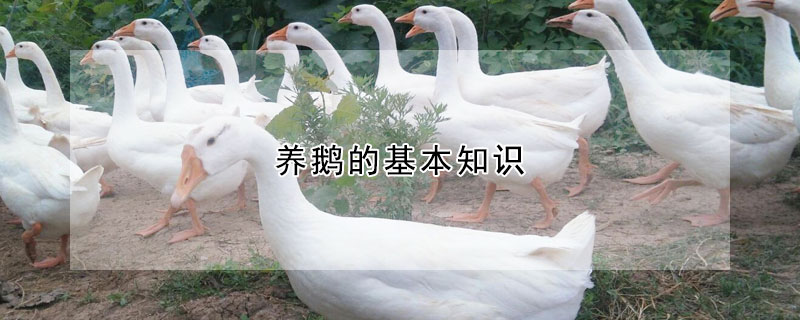 養(yǎng)鵝的基本知識(shí)