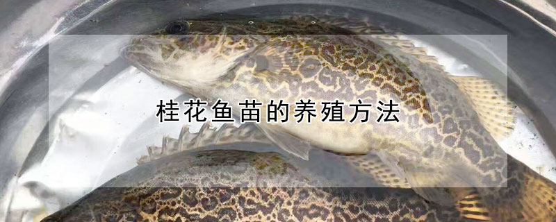 桂花魚苗的養殖方法