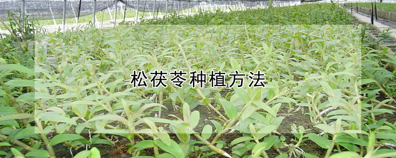 松茯苓種植方法