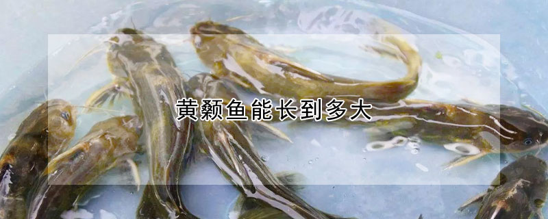 黃顙魚能長(zhǎng)到多大